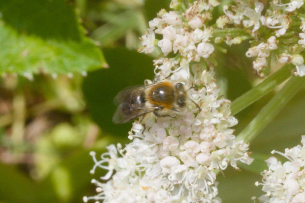 Northern Colletes