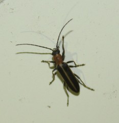 Oxycopis mimetica