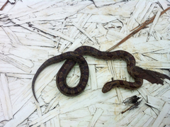 Lampropeltis calligaster