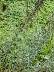 Senecio cunninghamii