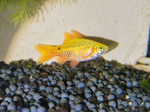 Rosy Barb