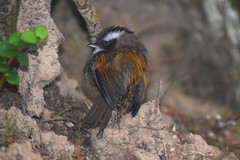 Fulvetta vinipectus