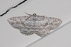 Psilosticha absorpta