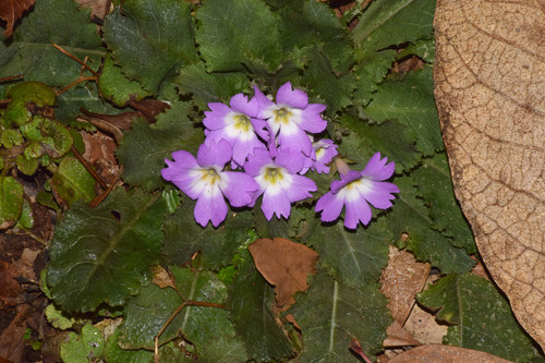 Primula scapigera, photograph 1