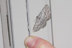 Psilosticha absorpta