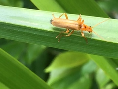 Lycocerus vitellinus