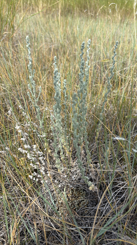 fringed sagebrush
