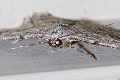 Psilosticha absorpta