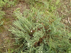 Pimelea stricta