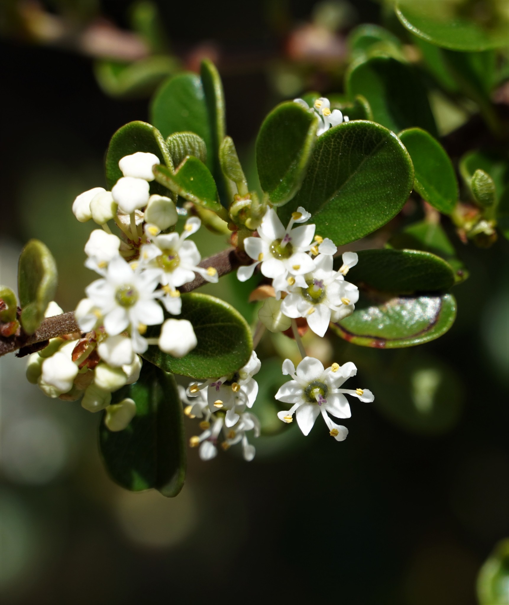 Ceanothus verrucosus