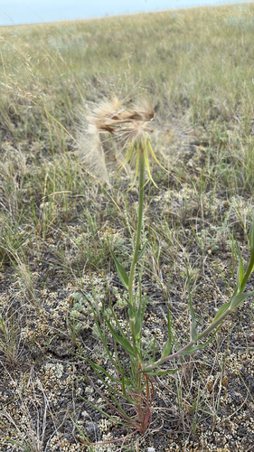 Yellow Salsify