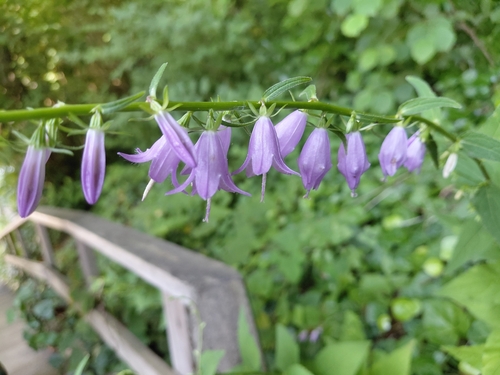 Creeping Bellflower
