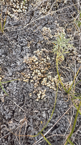 dense spikemoss