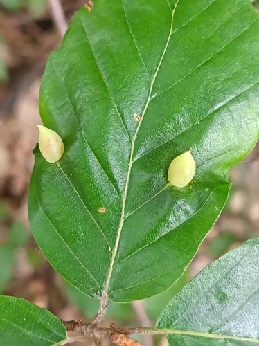 Beech Gall Midge