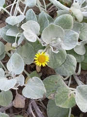 Arctotheca populifolia, photograph (c) Malte Krömer, some rights reserved (CC BY)