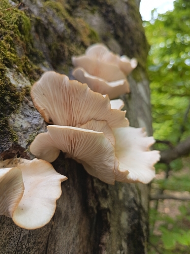 pale oyster