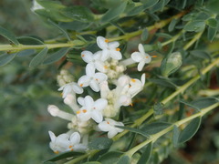 Pimelea stricta
