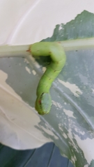 Eupanacra elegantulus