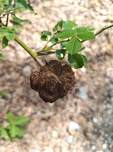 Mossy Rose Gall Wasp