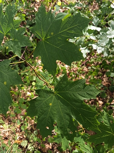 Norway maple