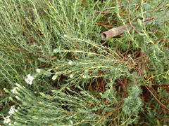 Pimelea stricta
