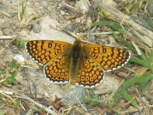 Glanville Fritillary