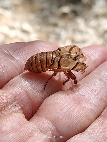 Tibicina maldesi