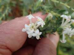 Pimelea stricta