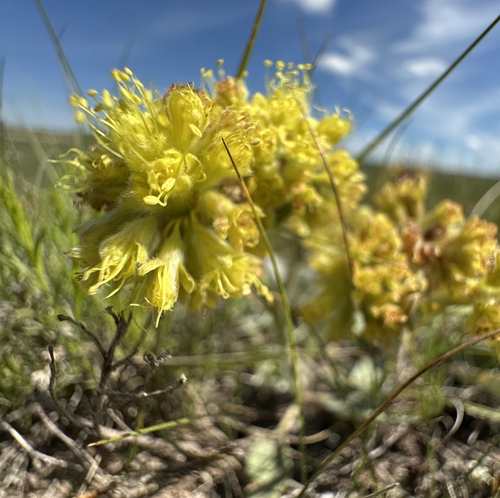 alpine golden buckwheat