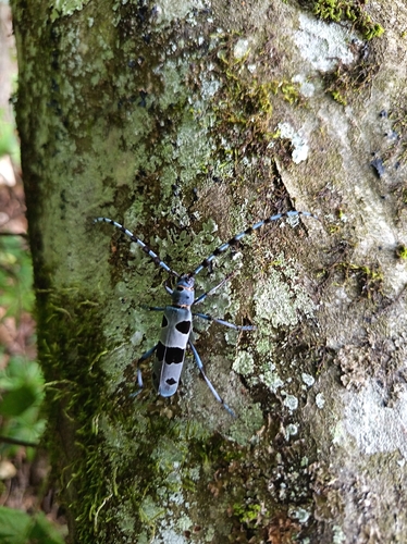 Alpine longhorn Rosalia