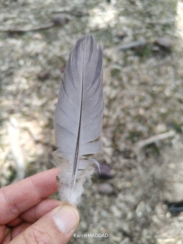 Common Wood-Pigeon