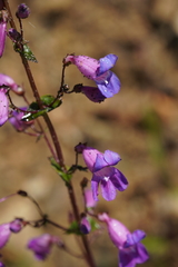 Penstemon spectabilis spectabilis