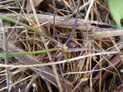 Viola cleistogamoides