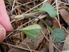 Viola cleistogamoides