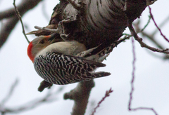Melanerpes carolinus