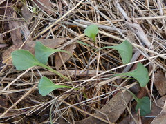 Viola cleistogamoides