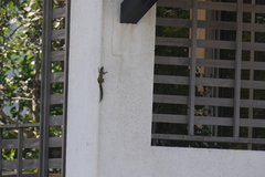 Funambulus pennantii