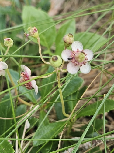 pipsissewa