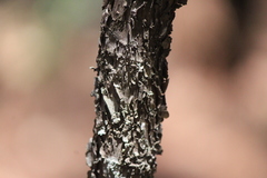 Cercocarpus macrophyllus