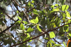 Cercocarpus macrophyllus