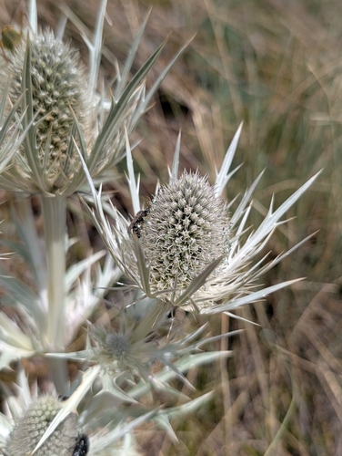 Eryngium spinalba, photograph 3