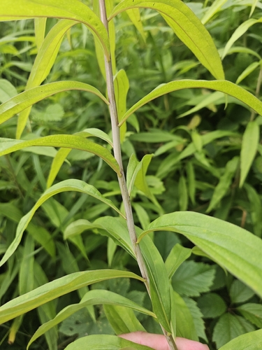 giant goldenrod
