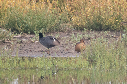 iNaturalist image
