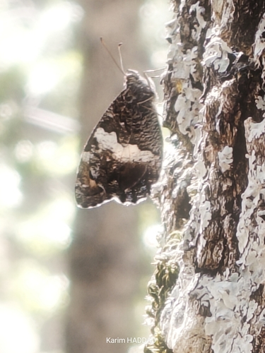 Algerian Grayling
