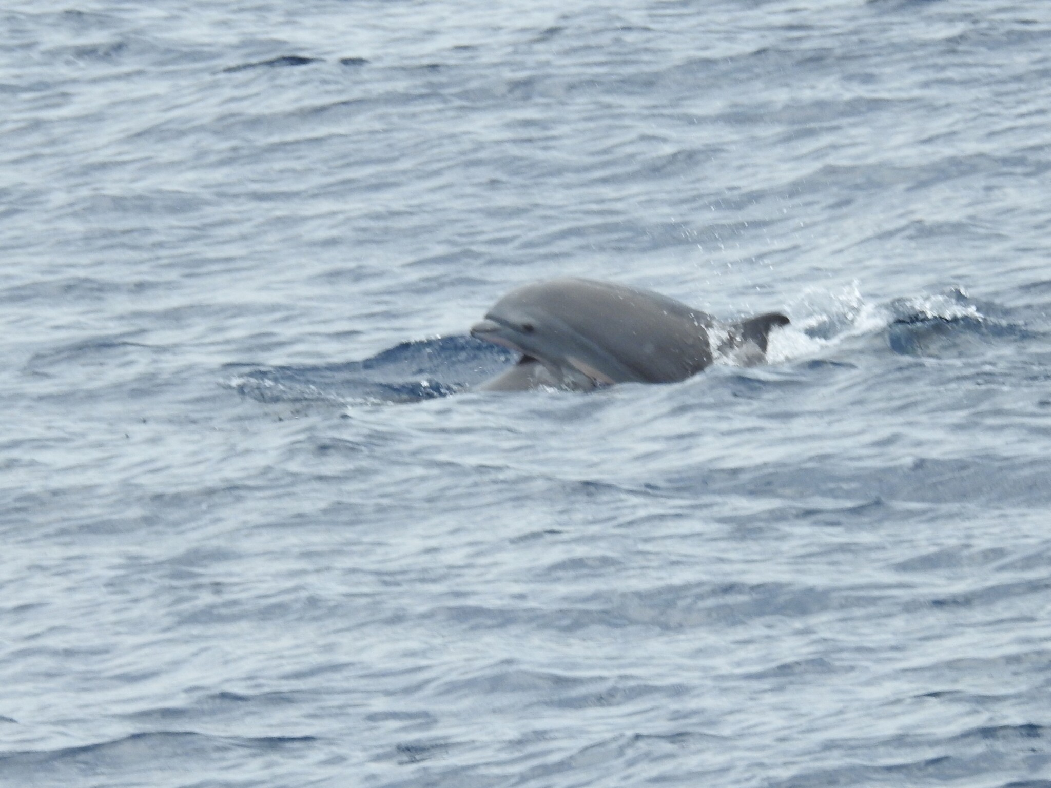 Lagenodelphis hosei