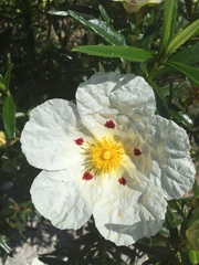 Cistus ladanifer
