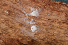 Phrurolithidae