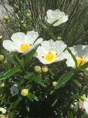 Cistus ladanifer