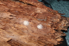 Phrurolithidae