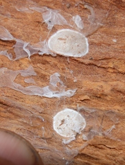 Phrurolithidae